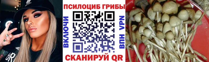 Купить  Макарьев  Галлюциногенные грибы Psilocybe 